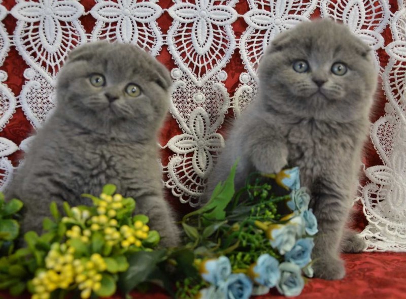 Скоттиш-фолд Шотландская