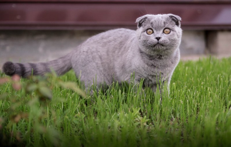 Вислоухие котята