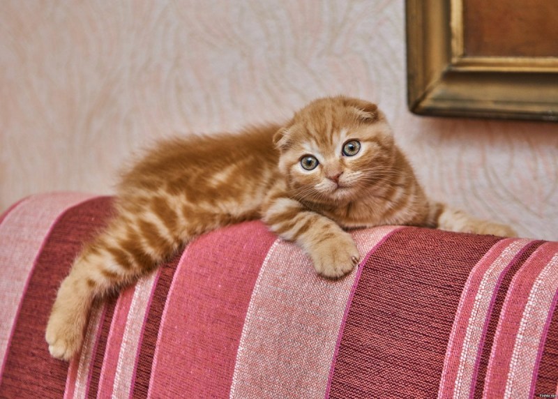 Как выглядит пара Шотландские вислоухие кот и кошка