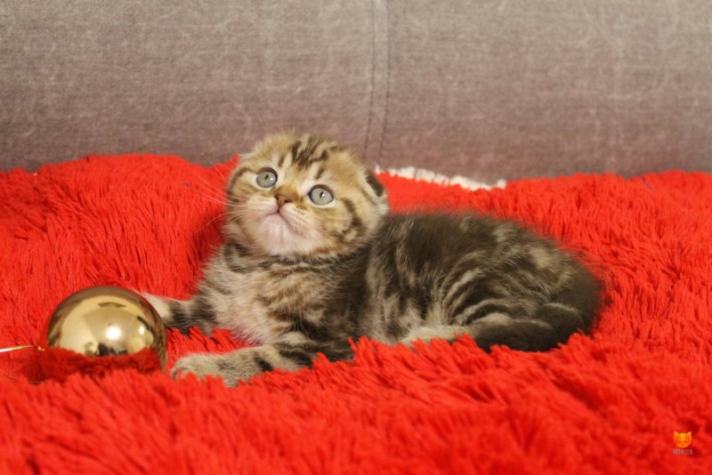 Скоттиш-фолд Шотландская