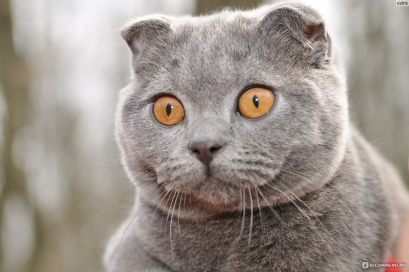 Шотландская вислоухая кошка голубая