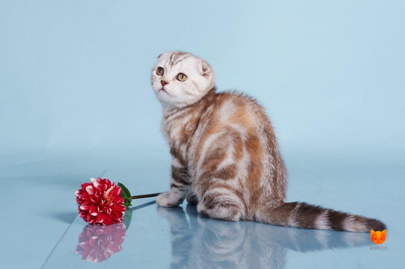 Шотландские вислоухие коты