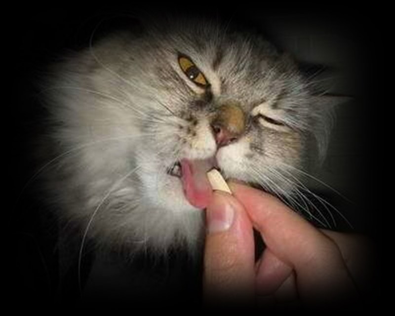 Кошки и овощи