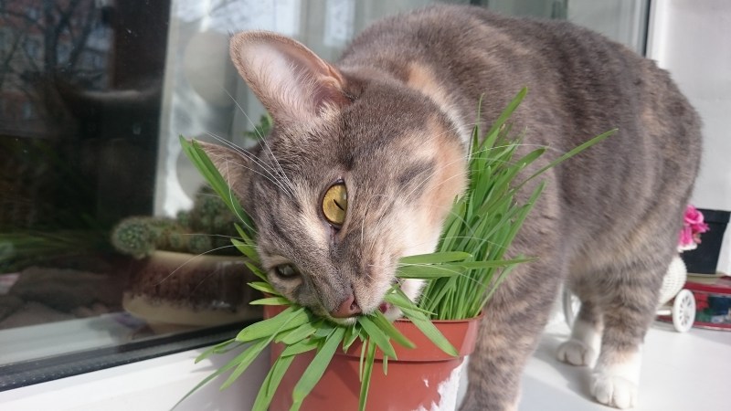 Кот с лекарствами