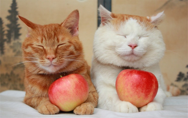 Кошка ест