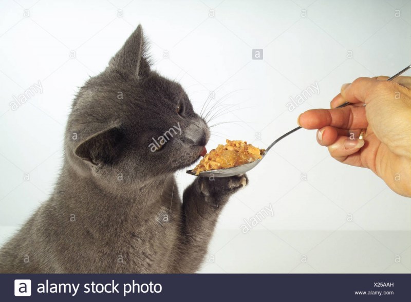 Миски для котят