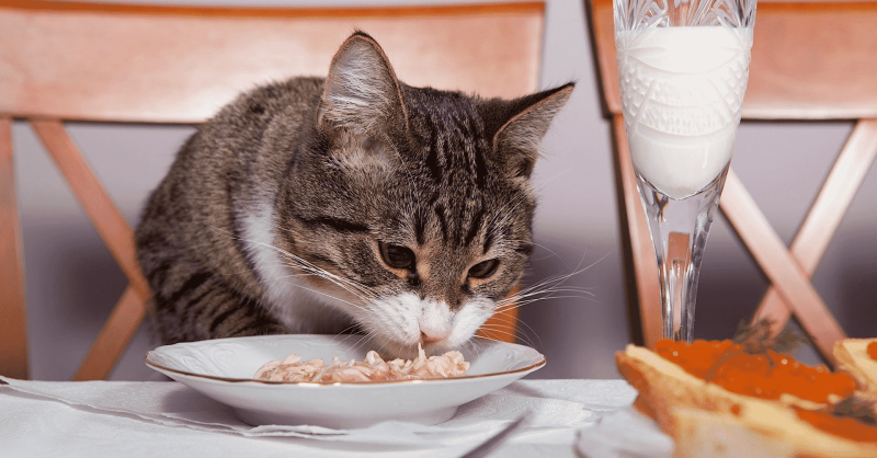 Кошки и овощи
