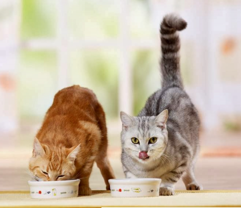Кошка лакомится