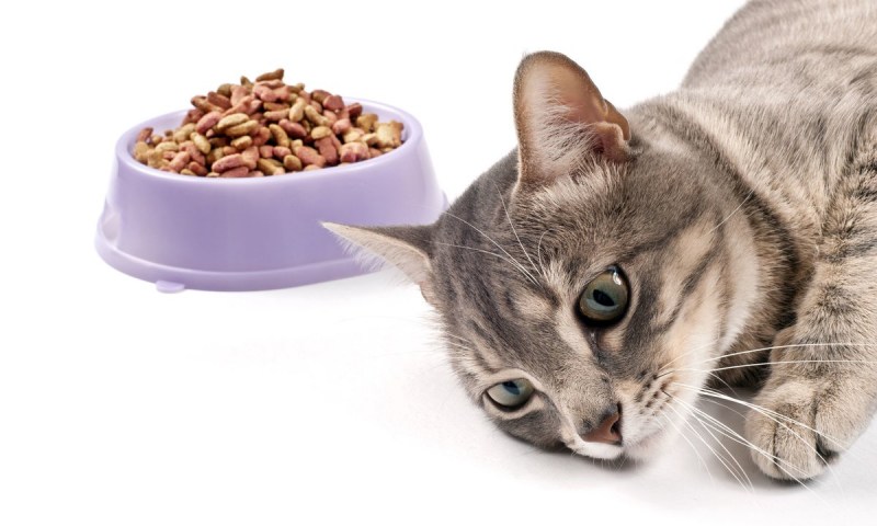 Кормить кота куриными яйцом