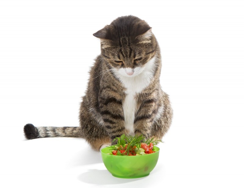 Котики и фрукты