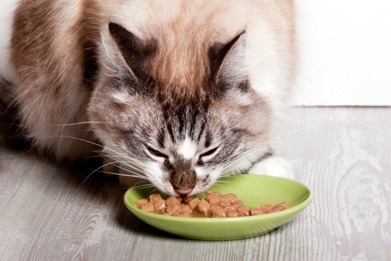 Cat food social Media