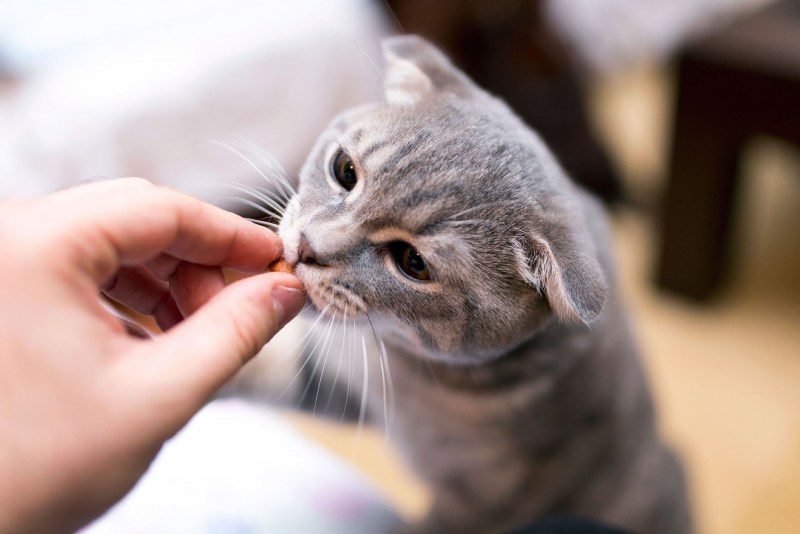 Приручить кота