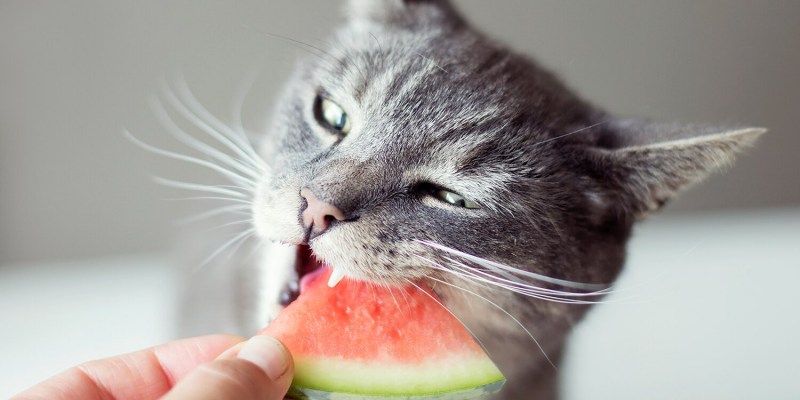Кошка ест консервы