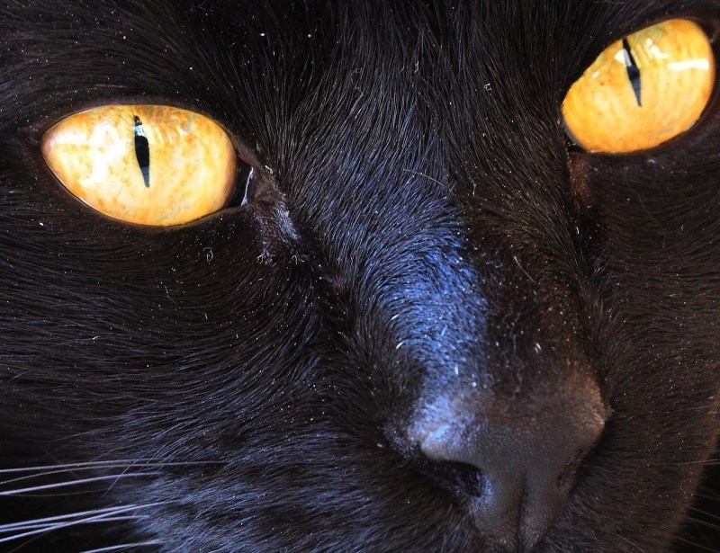 Йольский кот