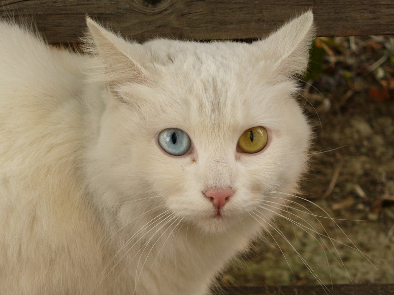 Глаза кошки