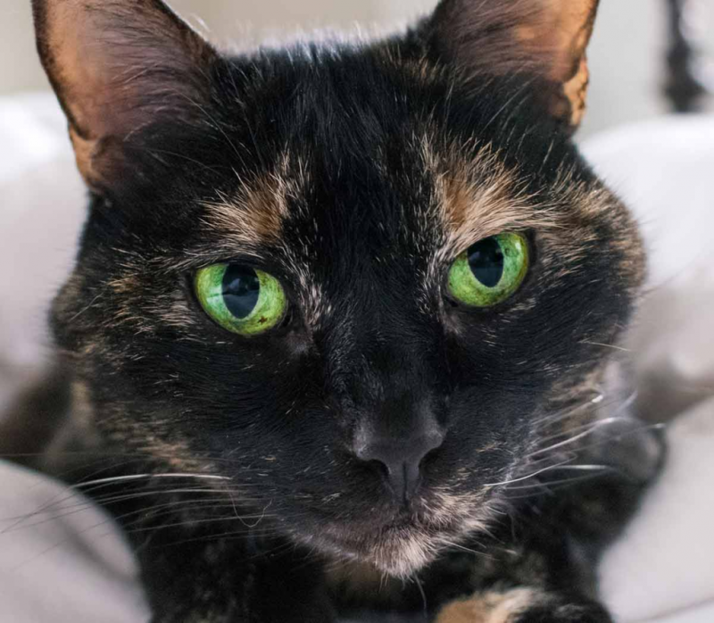 Морда кота крупным планом