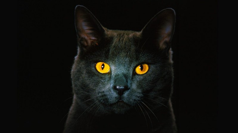 Фото чёрного кота с жёлтыми глазами