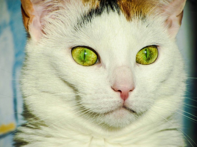 Желто зеленые глаза у кошек