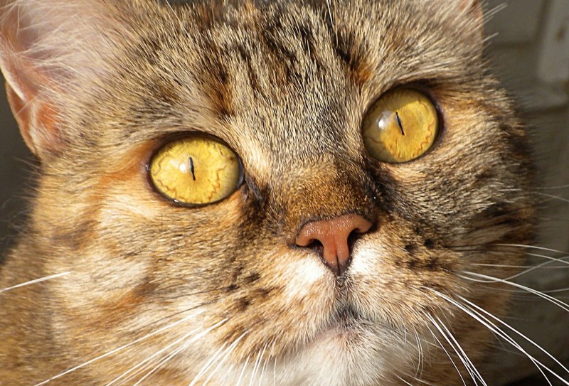 Коты с желтыми глазами