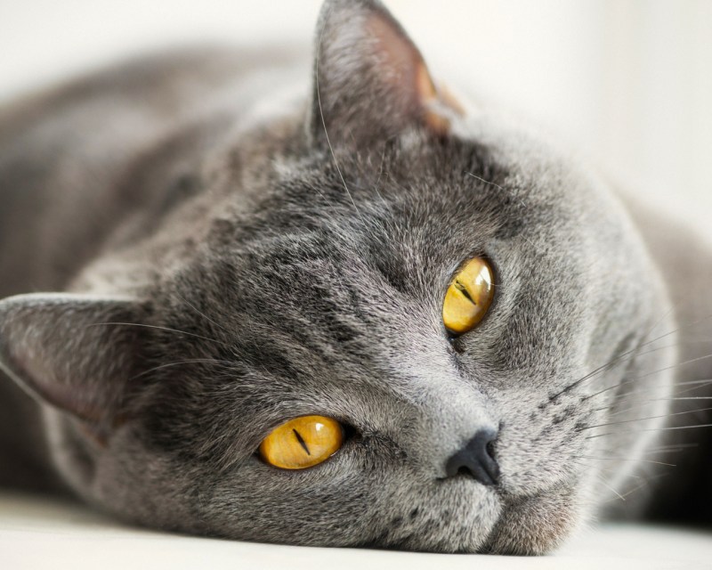 Кошачий глаз зеленый