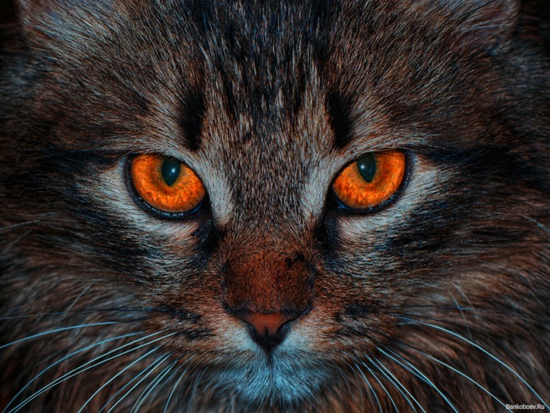 Бело-черный кот с желтыми глазами