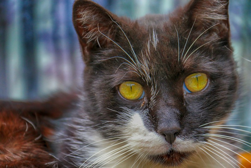 Commun - Cats - Post from Aleks