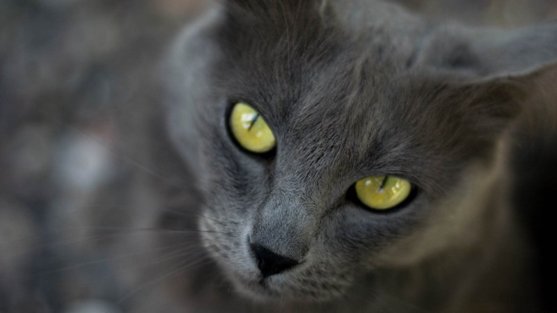 Глаза кошки