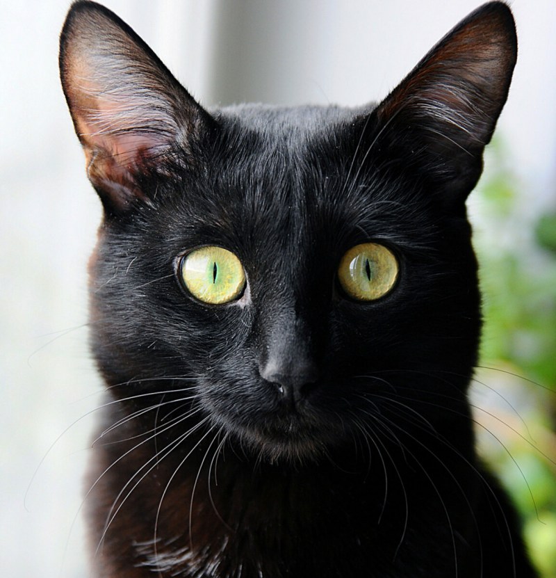 Чёрные коты с жёлтыми глазами