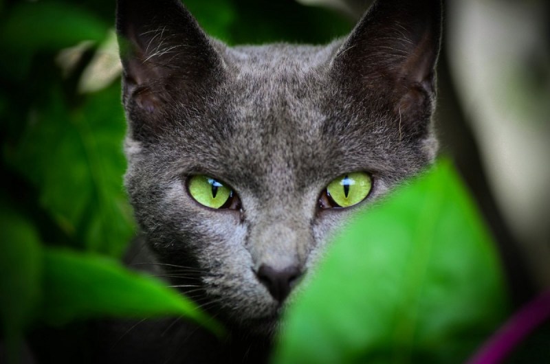 Кошка домашняя