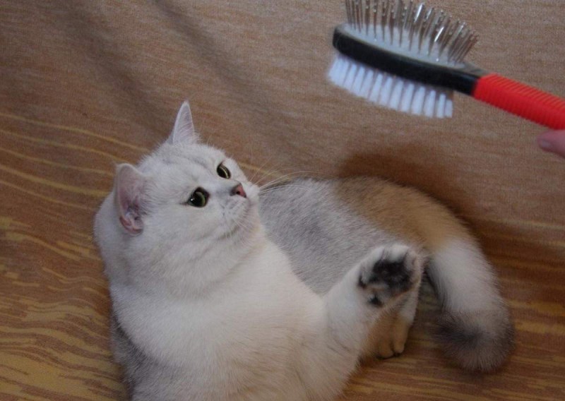 Расческа для кота британца