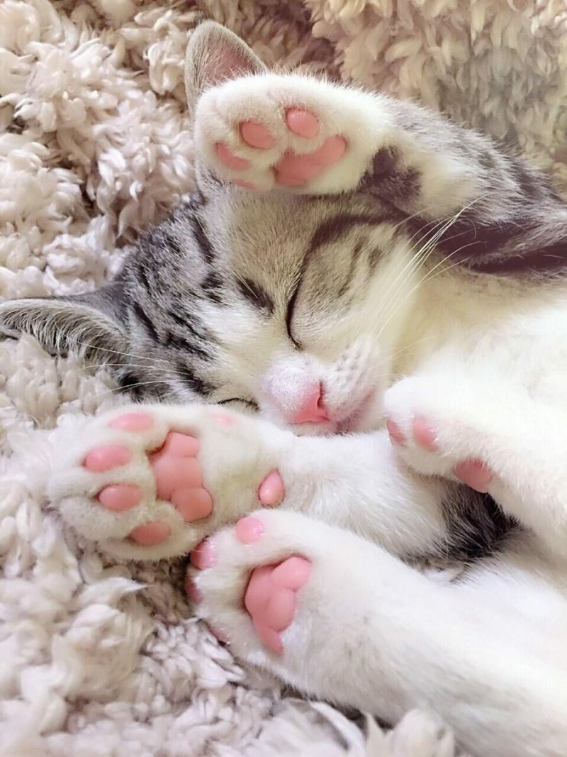 Нежные котята