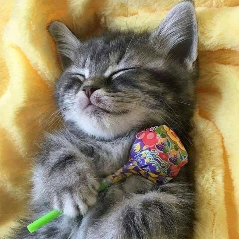 Сладкий котенок