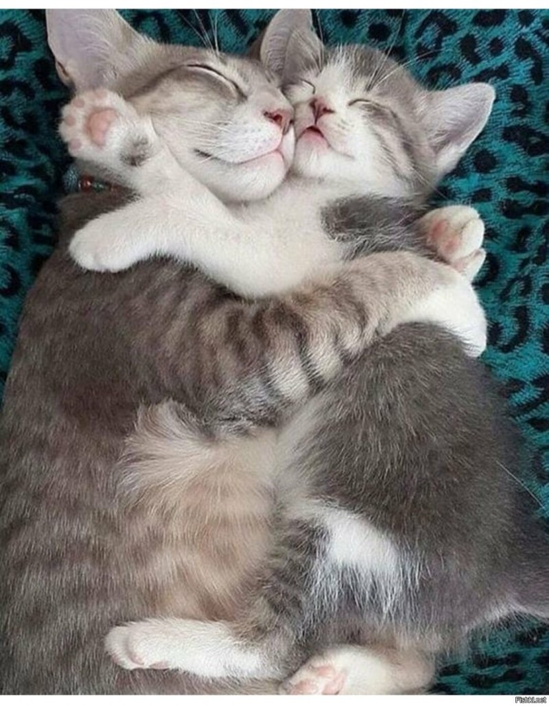 Обнимашки котят