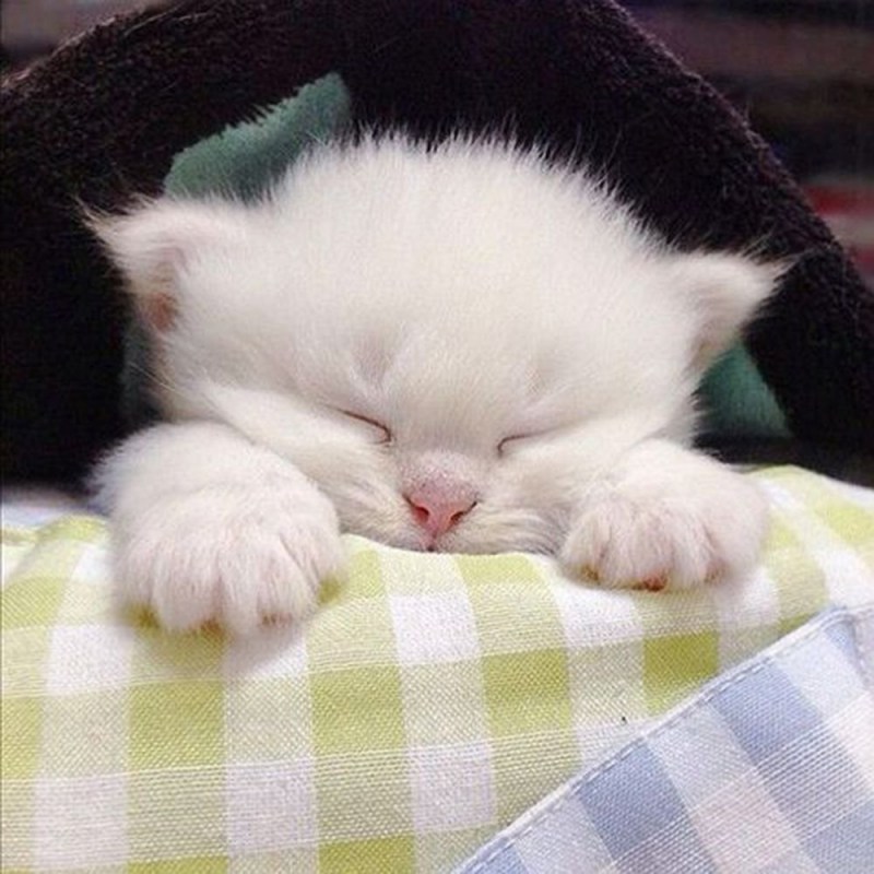 Спящие котята