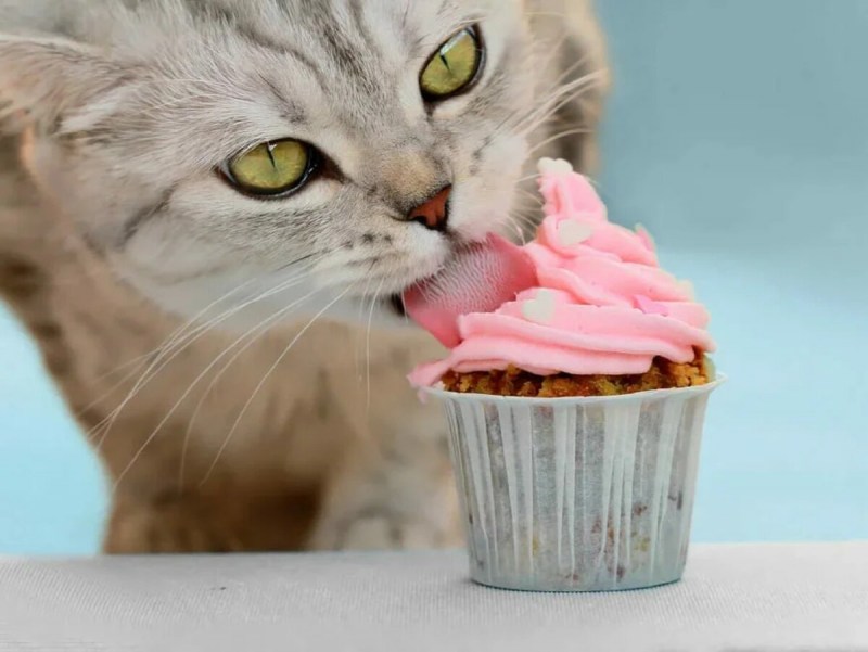 Котенок и сладости