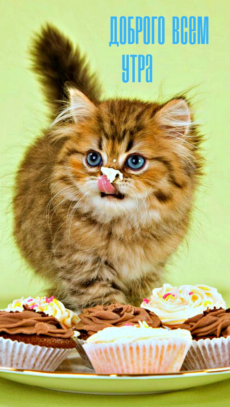 Сладкая кошечка