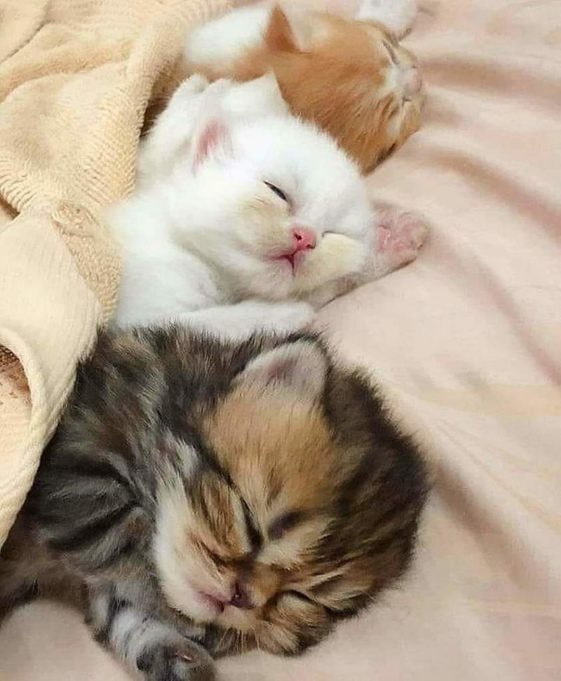 Спящий котенок