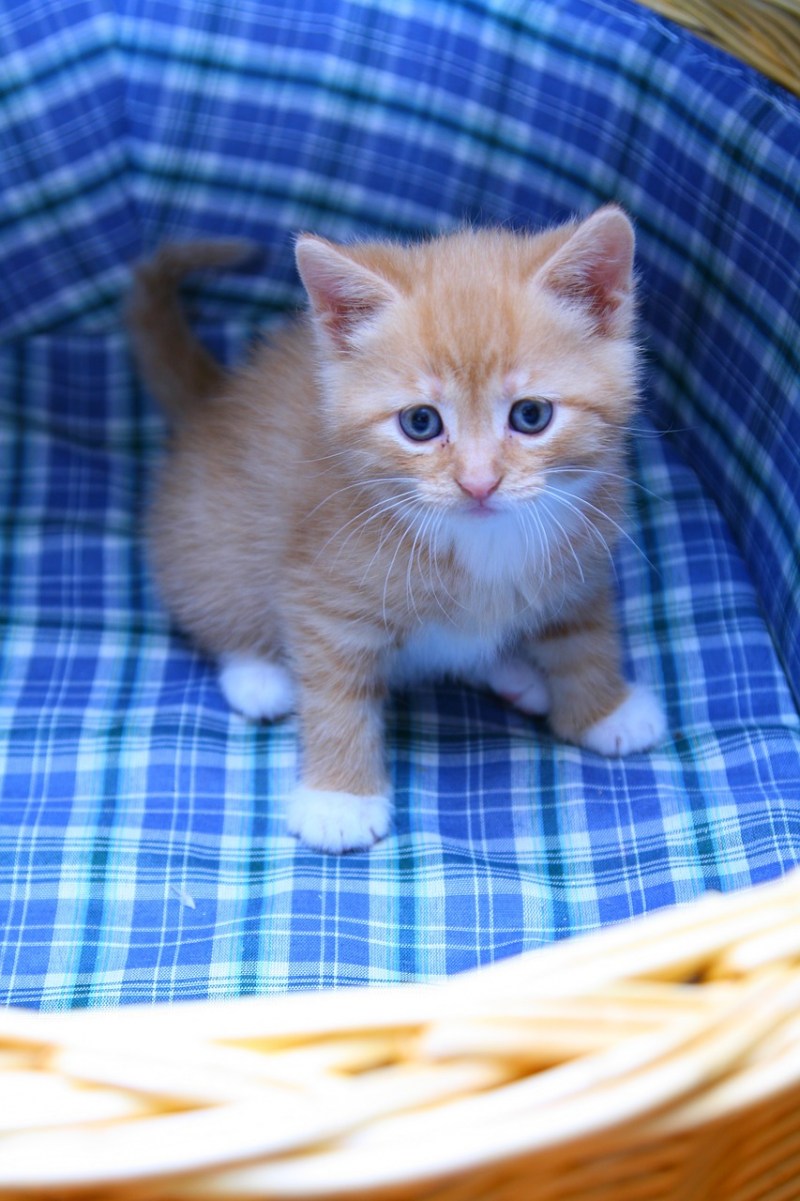 Сладкий котенок