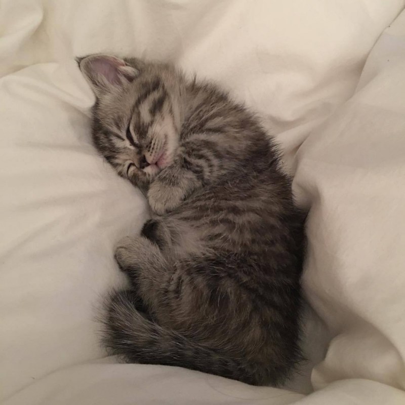 Котенок сладко спит