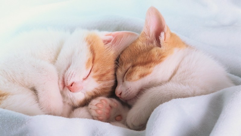 Спящие котята