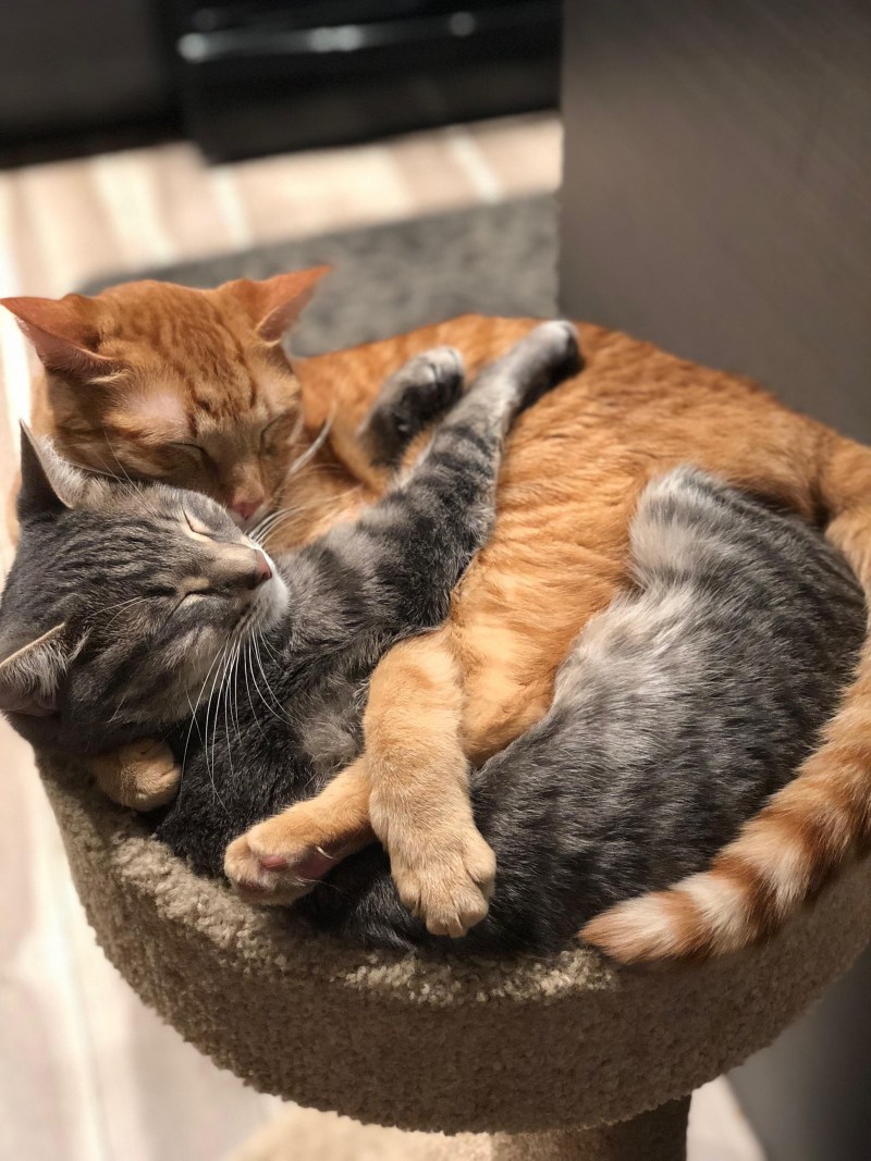 Спящие кошки