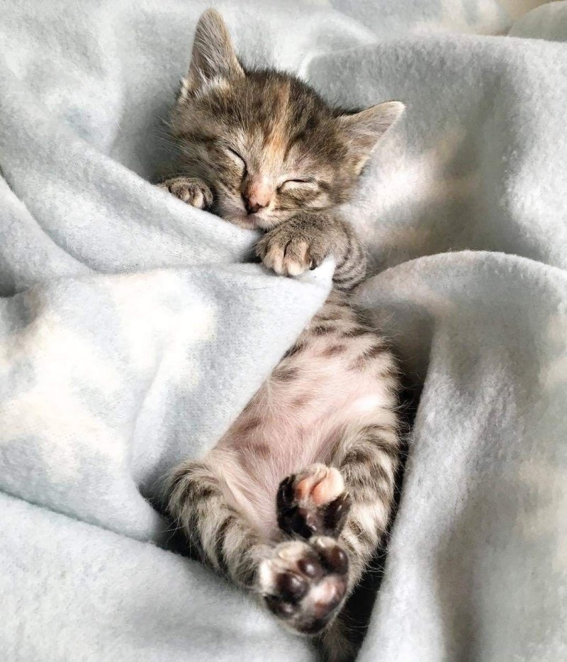 Котенок спит