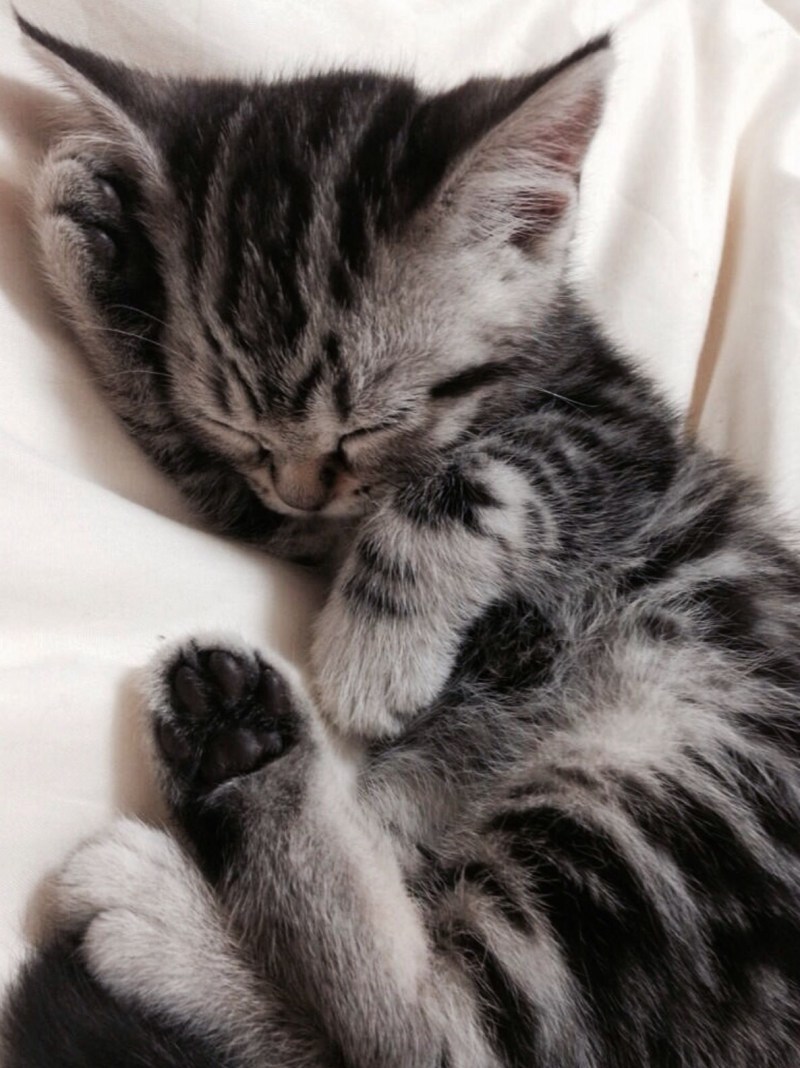 Спящий котенок