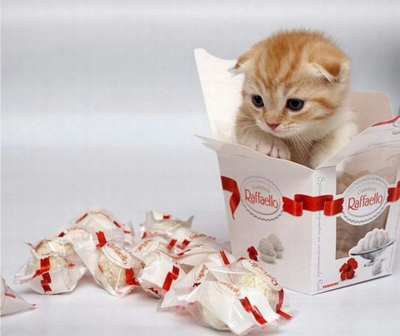 Сладкий котенок