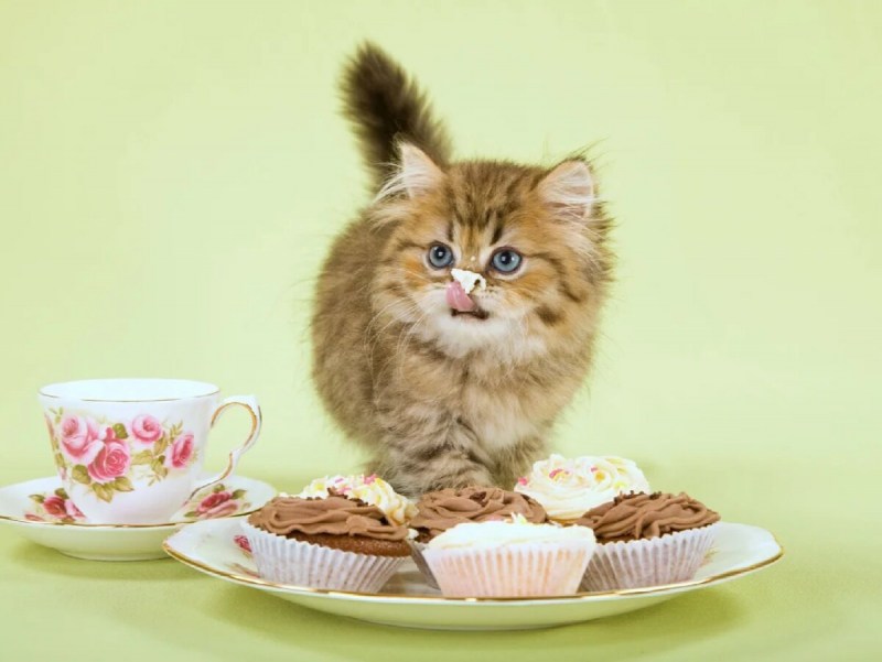 Котенок завтракает