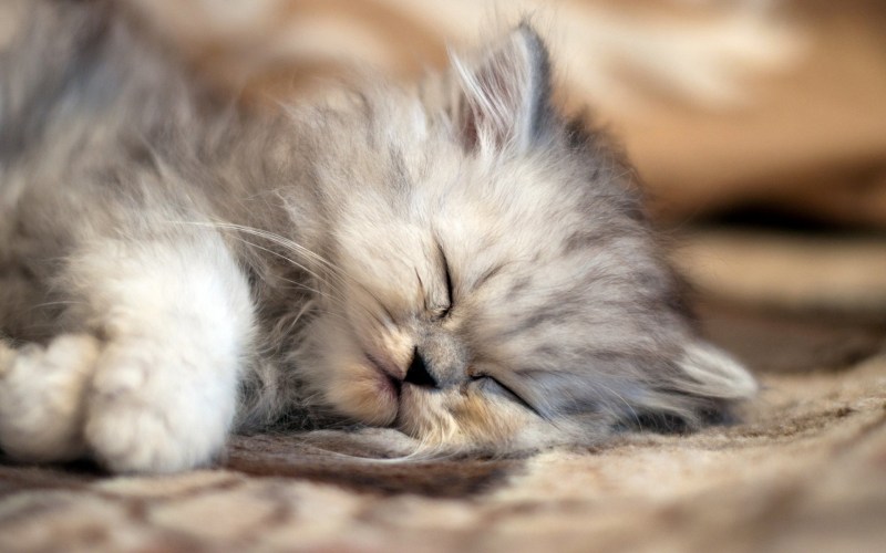 Котенок спит