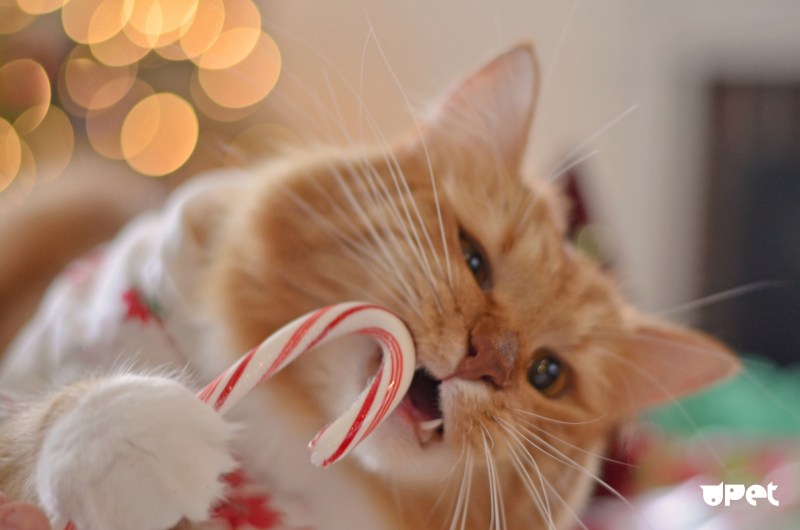 Кошка конфетка