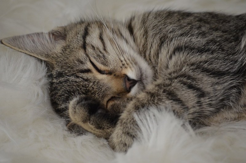 Котенок засыпает
