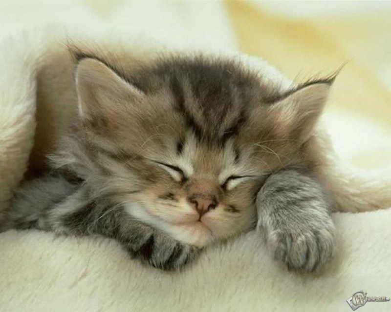 Котенок. Спокойной ночи!