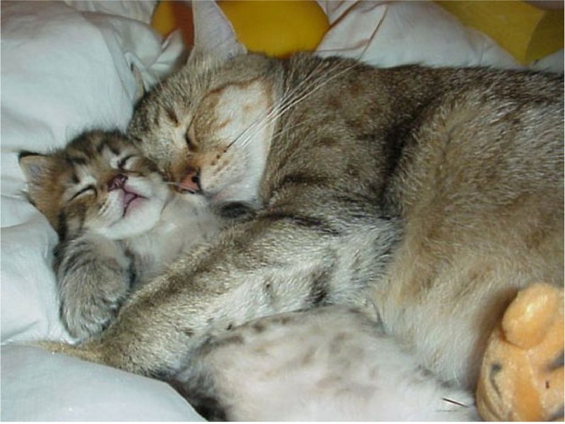 Кошка спит с котенком
